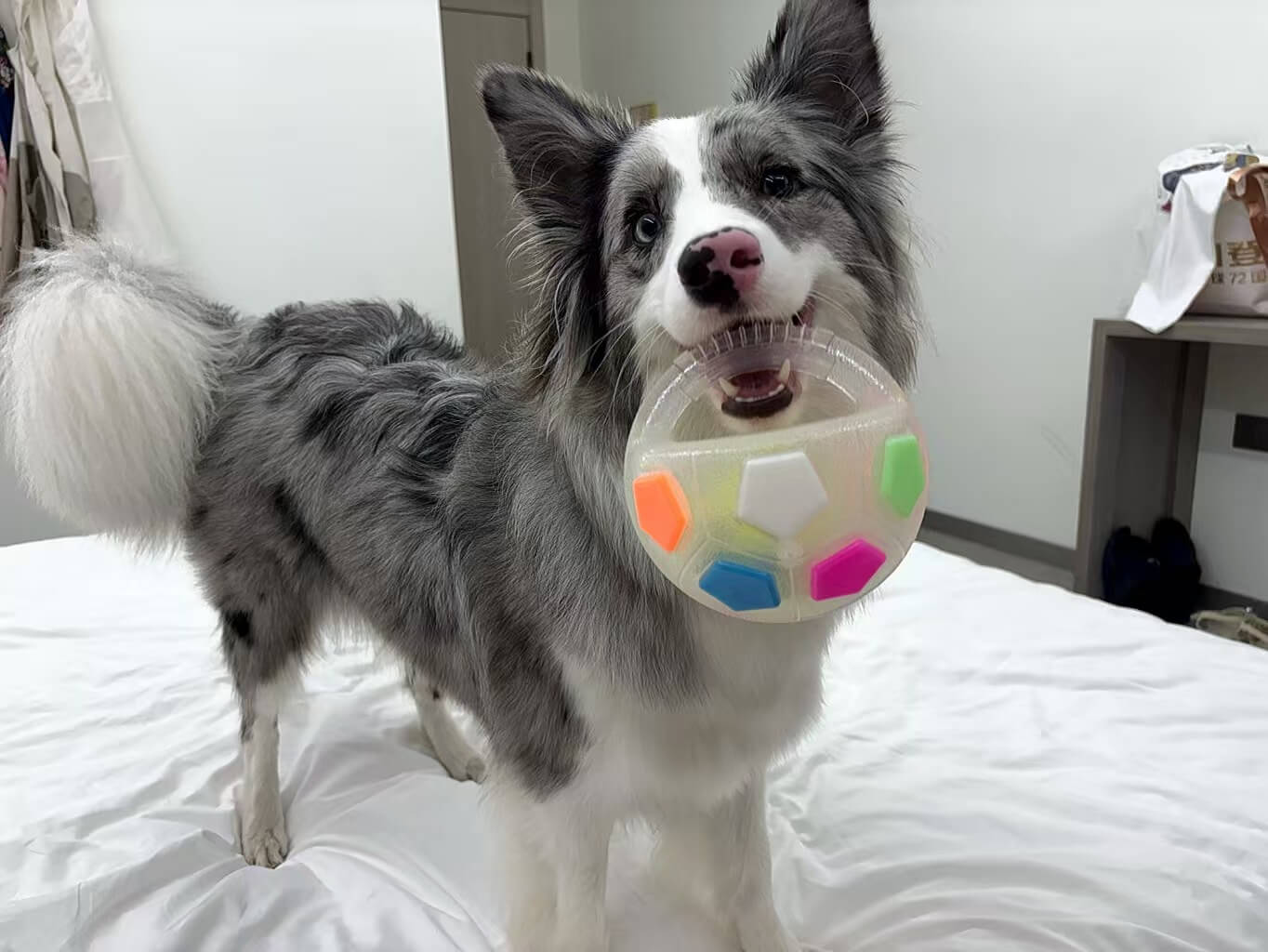 PawKick™ Durable Soccer Toy – Bouncy. Bite-Resistant & Fun Buy one get one free, double the fun